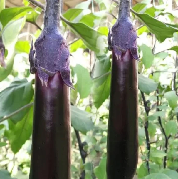 High Quality and High Yield Purple Eggplant Seeds