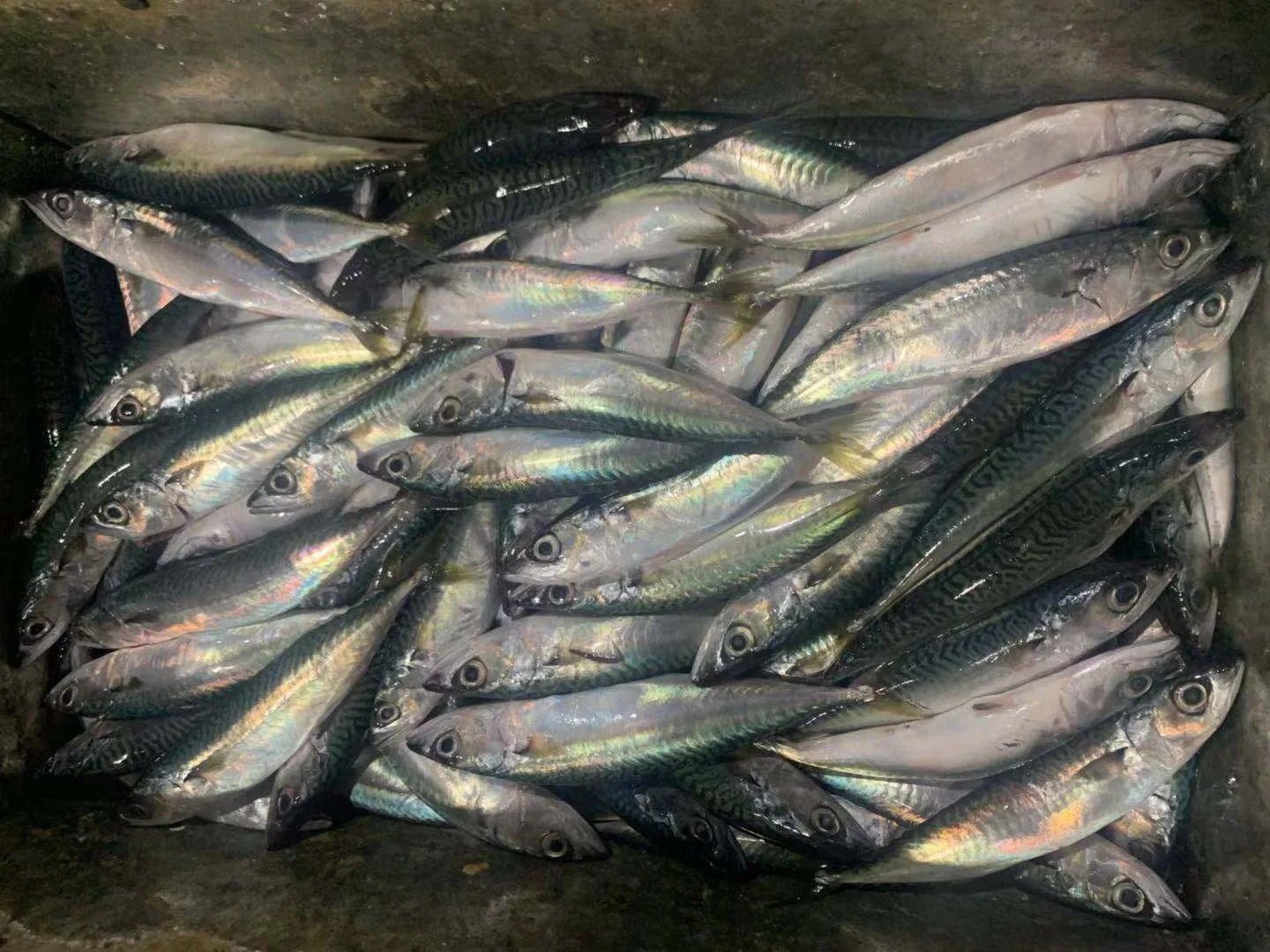 Land Frozen Fish Pacific Mackerel 160-180 with Competitive Price