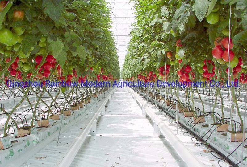 Flower Tomato Babay Leaves Ornamental Veg Babay Green Hydroponic Bed