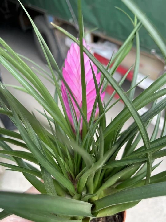 Fresh Pink Flowers Tillandsia Cyanea Gift Garden Indoor Bonsai