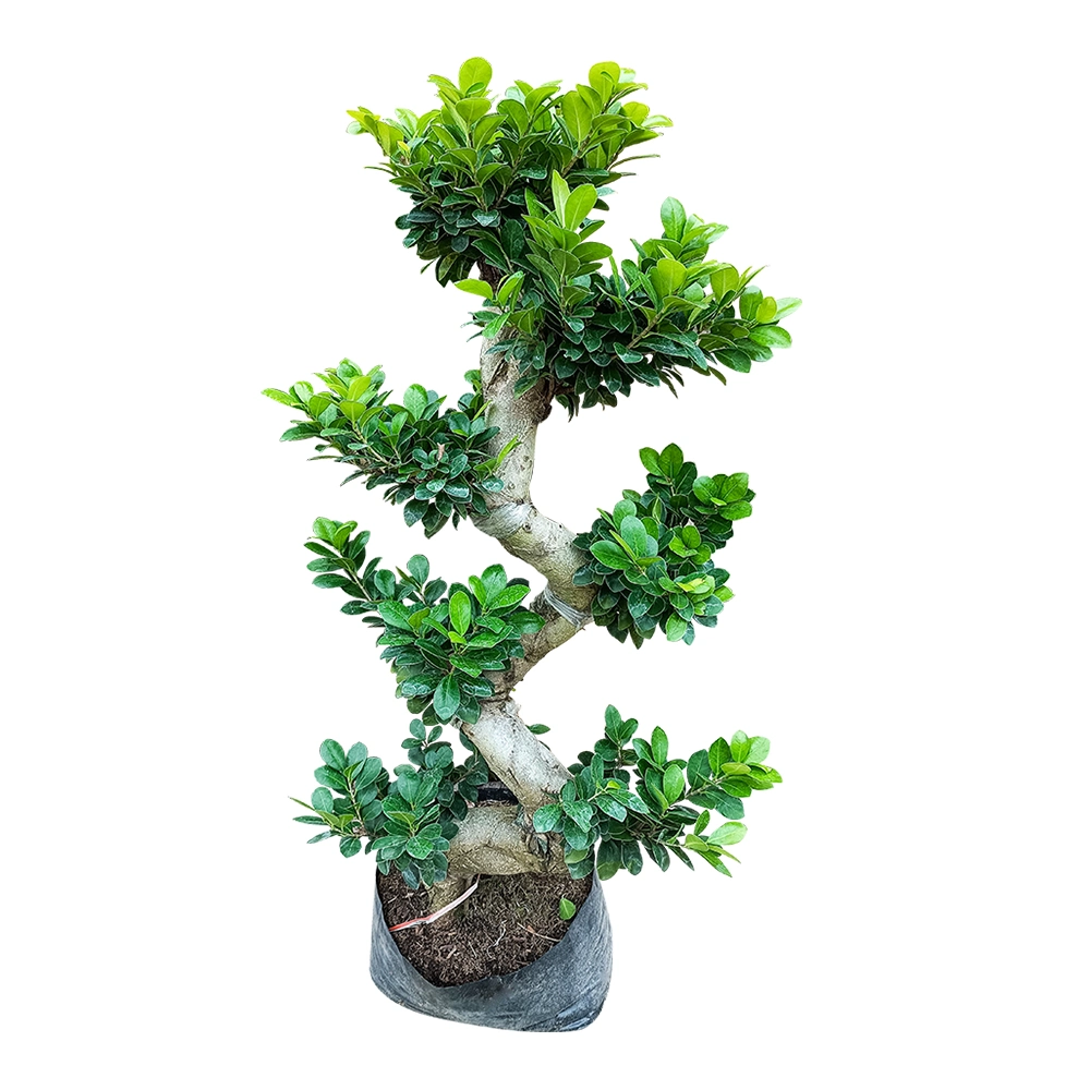 Shaped Ficus Microcarpa &prime; Ginseng&prime; Real Plant Bonsai Home Indoor Outdoor Garden for Garden Landscape Nursery Wholesale/Supplier