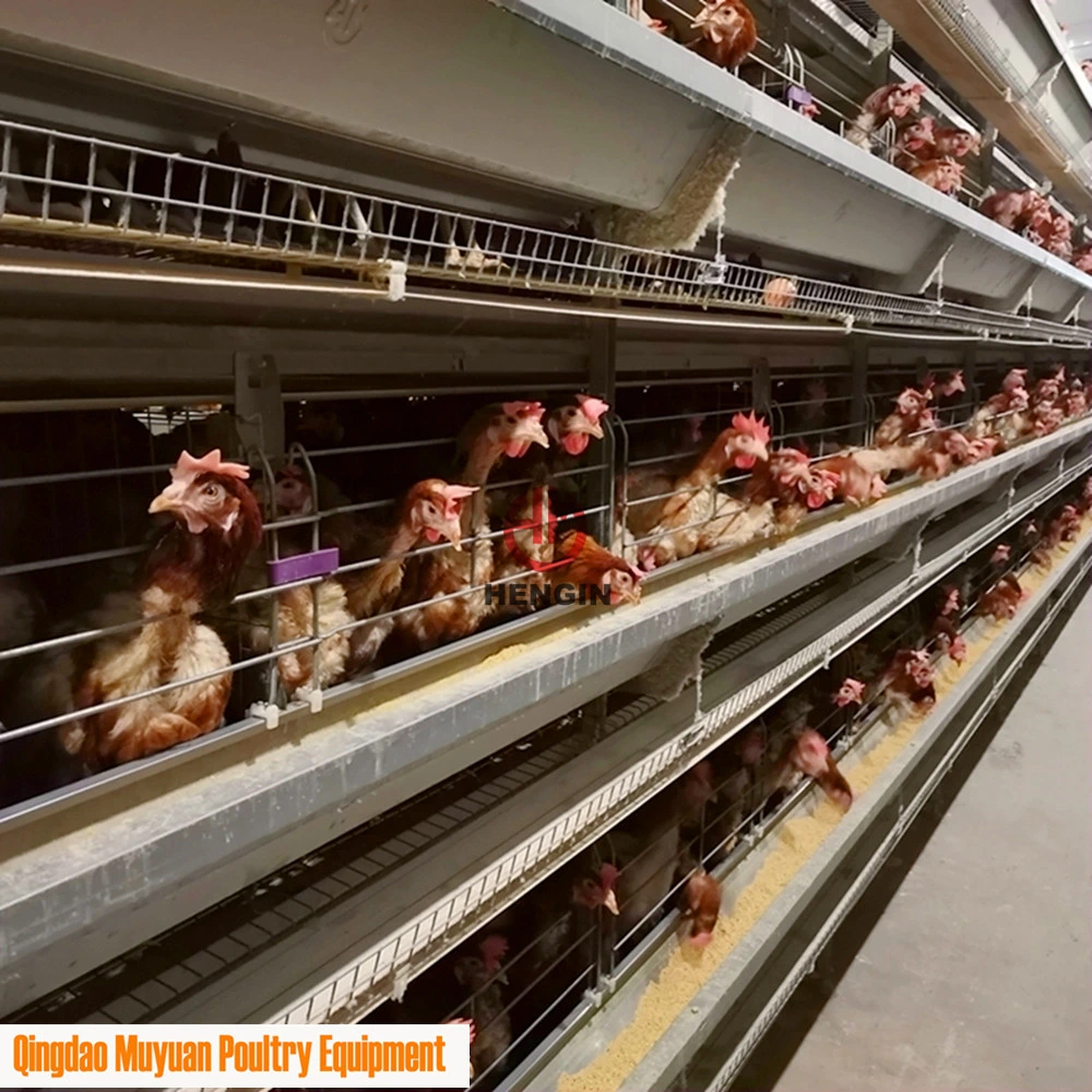 Batterie 4 tiers volaille poulet élevage couche Coop pour la Birmanie Ferme avicole