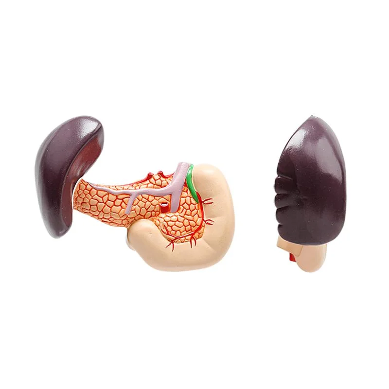 Hot Sale High Quality Model Spleen, Pancreas, Liver, Duodenum Anatomical Model