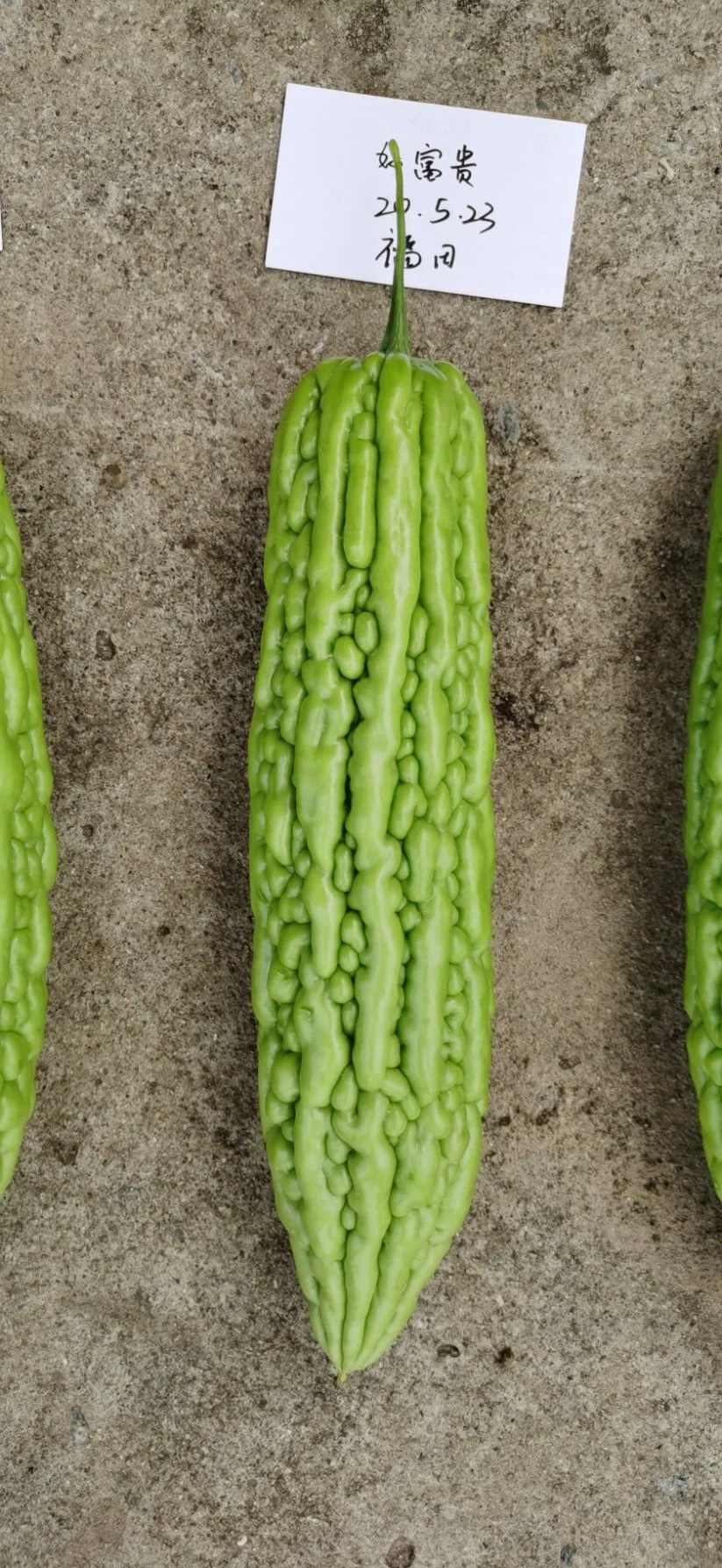 Disease Resistance Hybrid Green Bitter Gourd Seeds for Sowing