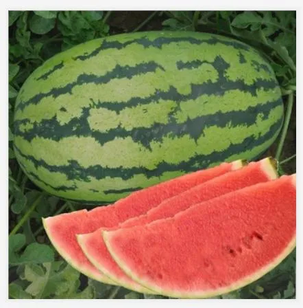 Big Size Oval Shape Watermelon Seeds Heat Resistant Watermelon