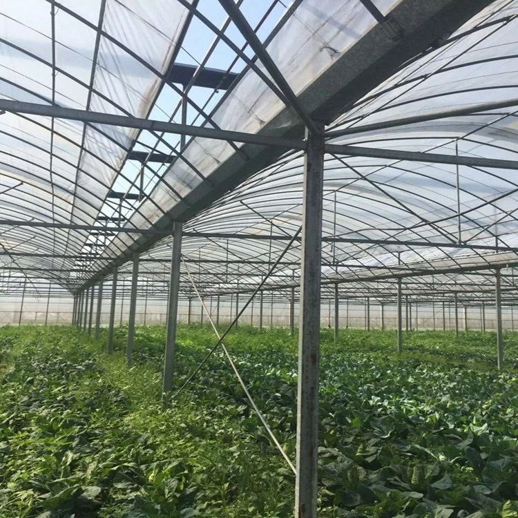 Agricultural Multi- Span Film PE Plastic Greenhouse Steel Structure for Tomatoes with Hydroponic System