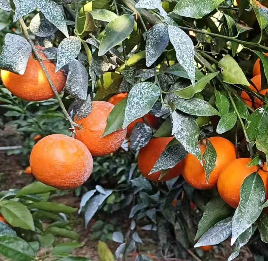 Chinese Fresh, Sweet and High-Quality Mandarin