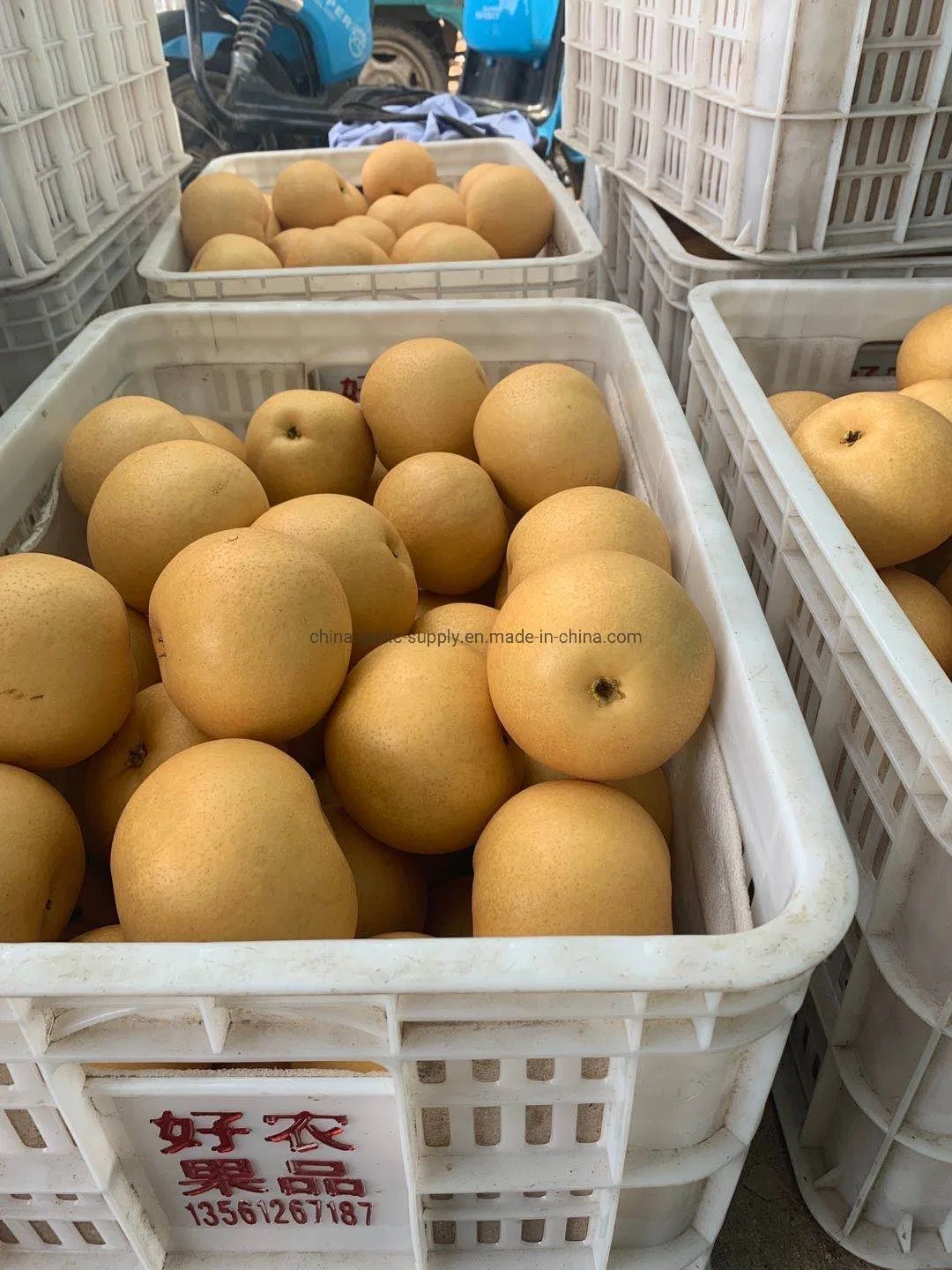 Supply Fresh Product for Sale Chinese Fresh Pear Fruit Emerald Pear Ya Pear Crown Pear Early Su Pear Shandong Pear Fengshui Pear