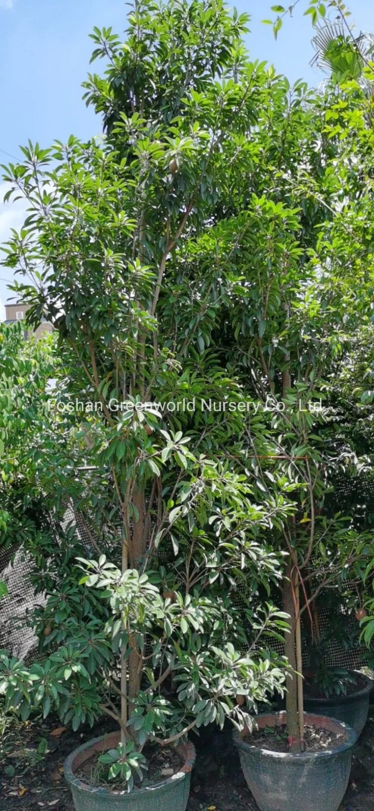 Manilkara zapota árbol frutal fabricante de China