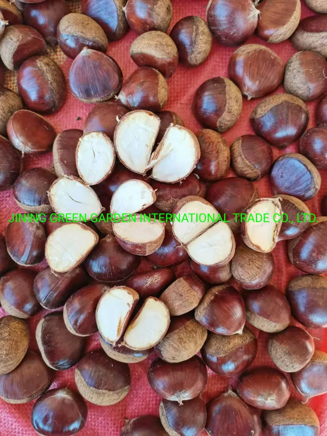 الصينية New Crop Fresh Taian أو Dandong Chestnut Factory Best جودة عالية