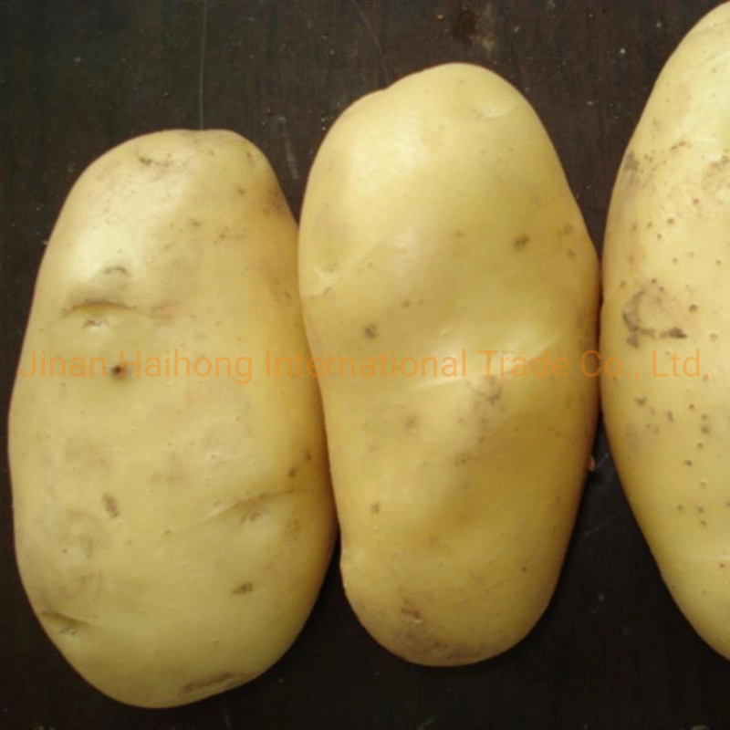 Fresh Potato Price/Potato Market Price/Holland Potato