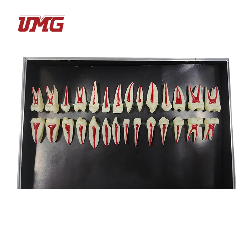 1: 1 Perfil Adulto Modelo 28PCS Dental modelos anatômicos