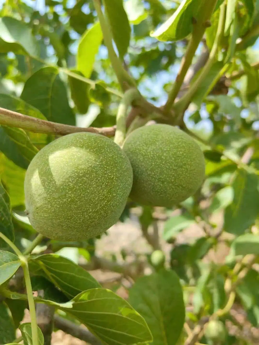 Chinese 2023 New Crop 185 Walnuss Inshell bereit für den Einstieg Der Markt