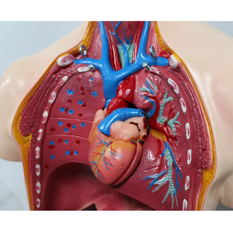 Sy-N018 Medizinisches Modell Anatomie menschliche Organe Modell männlich und weiblich Torso-Modell