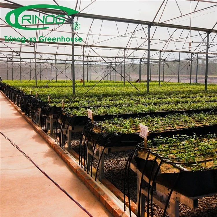 Bajo costo de gran tamaño del tubo de acero galvanizado sistema hidropónicos cultivo agrícola Multi-Span Film de gases de efecto para el cultivo de hortalizas