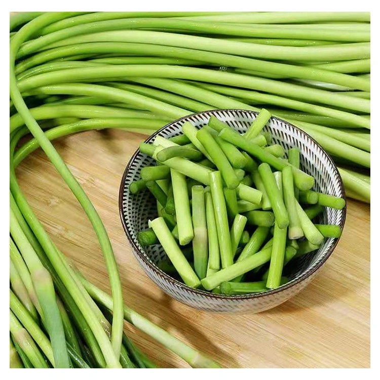 Verduras frescas de exportación al por mayor de jóvenes de color verde musgo disparar brotes de ajo