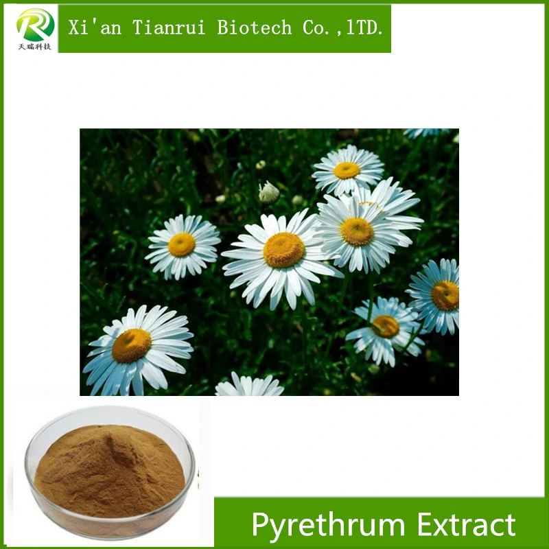 Alimentation d'usine de 100 % pur et naturel extrait de pyrèthre pyréthrine 25%-50%