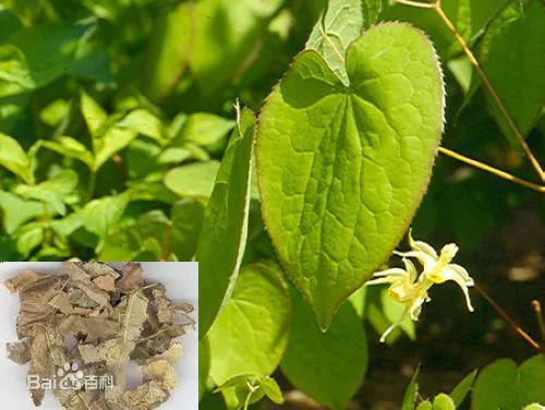 Les plantes Epimedium extrait de fines herbes naturelles / Horny Goat Weed Extract