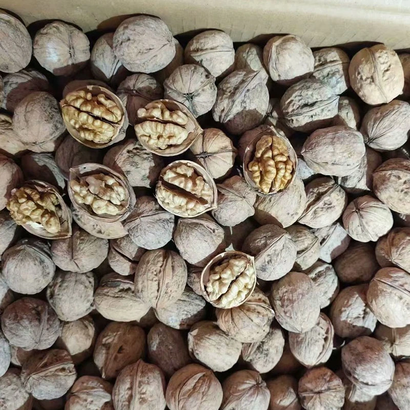 Chinese Manufacture of Walnuts Inshell From Xinjiang Best Price