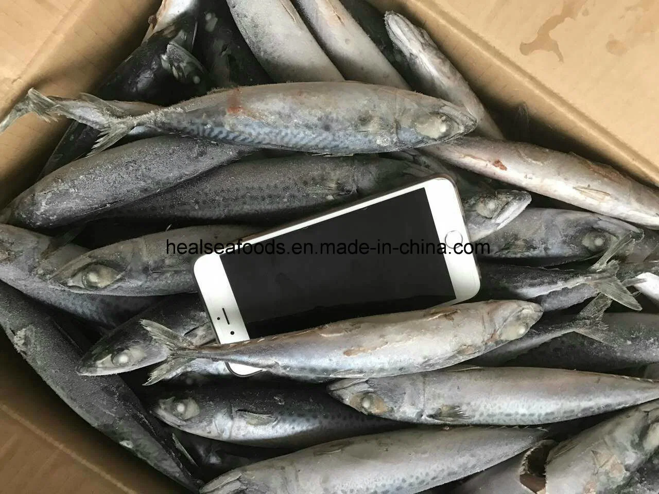 Best Freshness Mackerel Fish for Canned