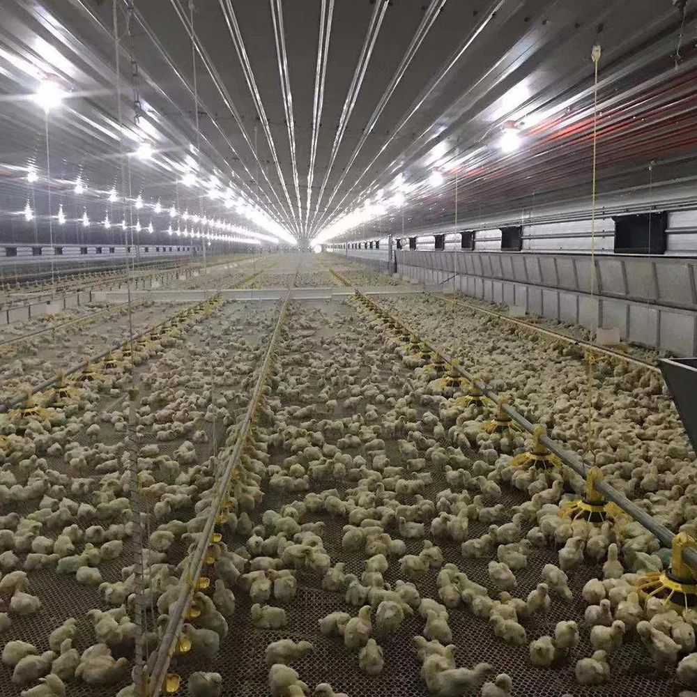 Sistema de cría automática de pollos Equipo de granja avícola para pollos