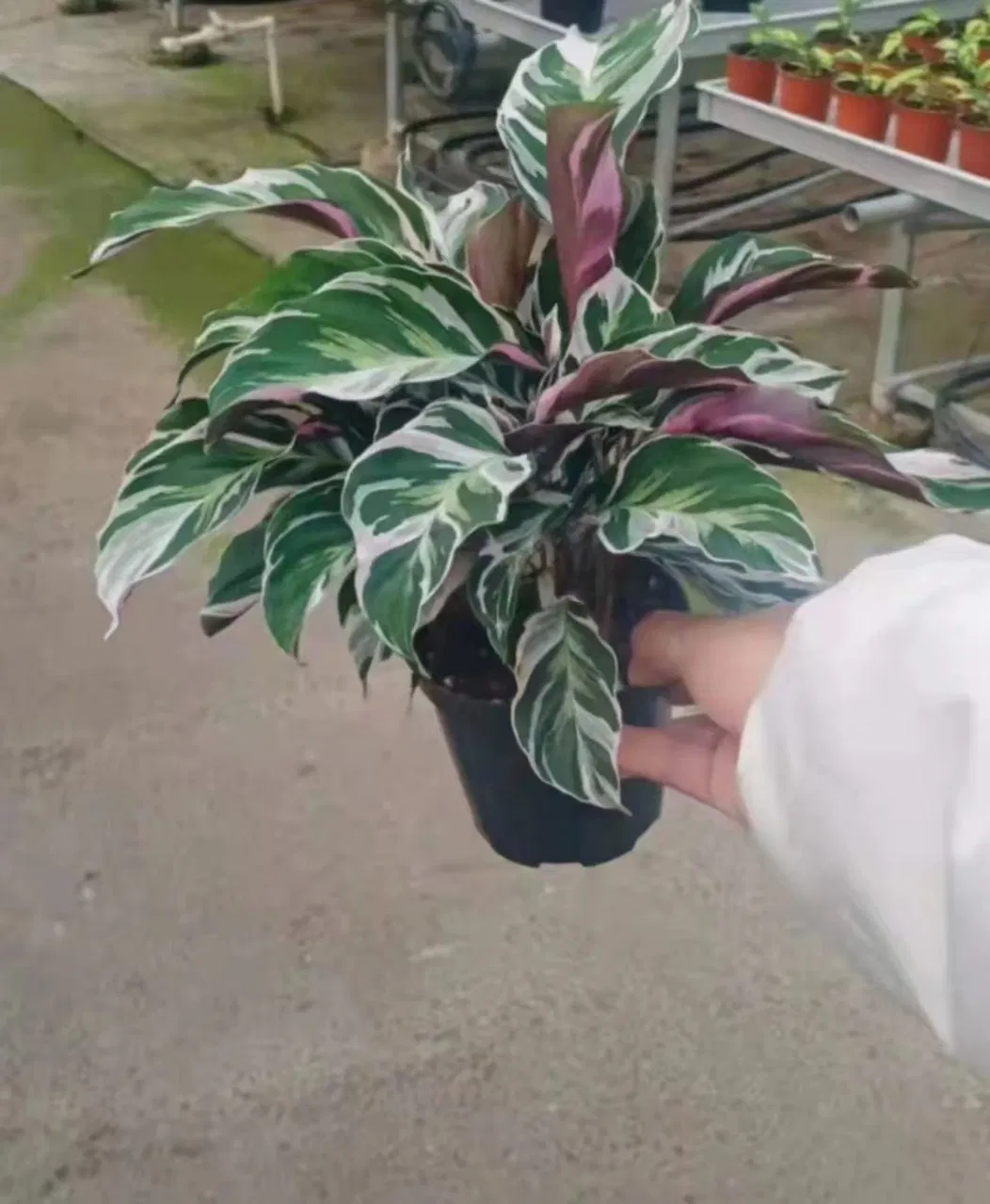 Real Plant Calathea Bonsai Seedling High quality/High cost performance Hot Sale Agricultural Plants