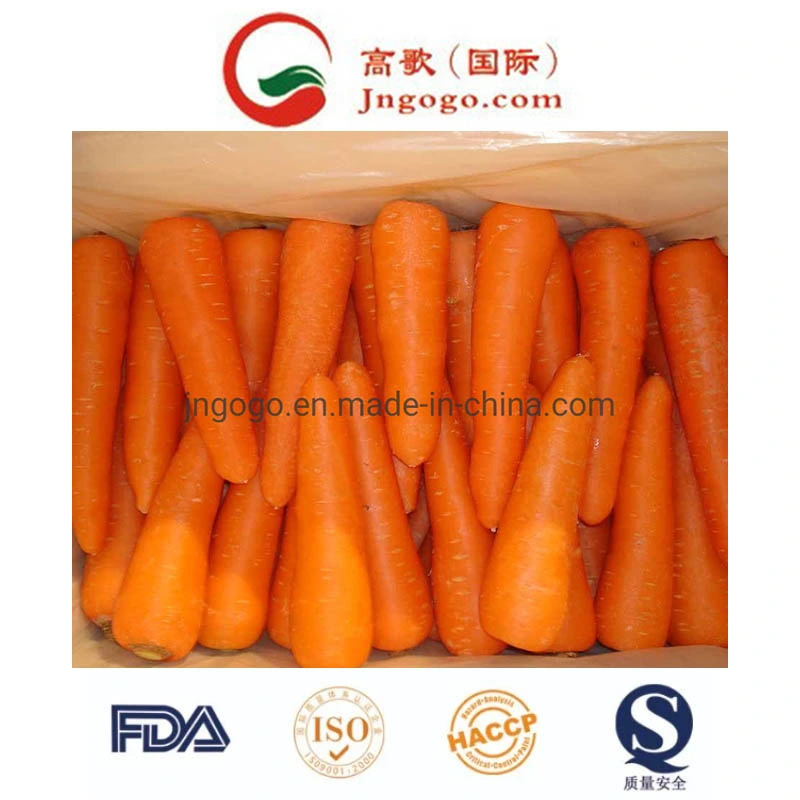 Export Vegetable Good Quality Fresh Carrot