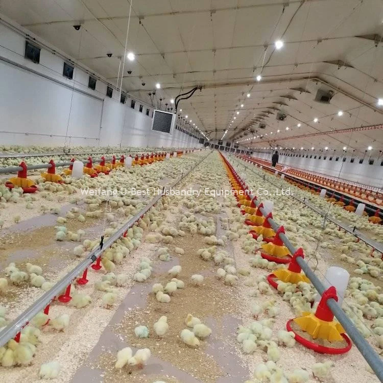 Diseño moderno estructura de acero hecho a punto Broiler Pollo aves Granja Cobertizo de la casa