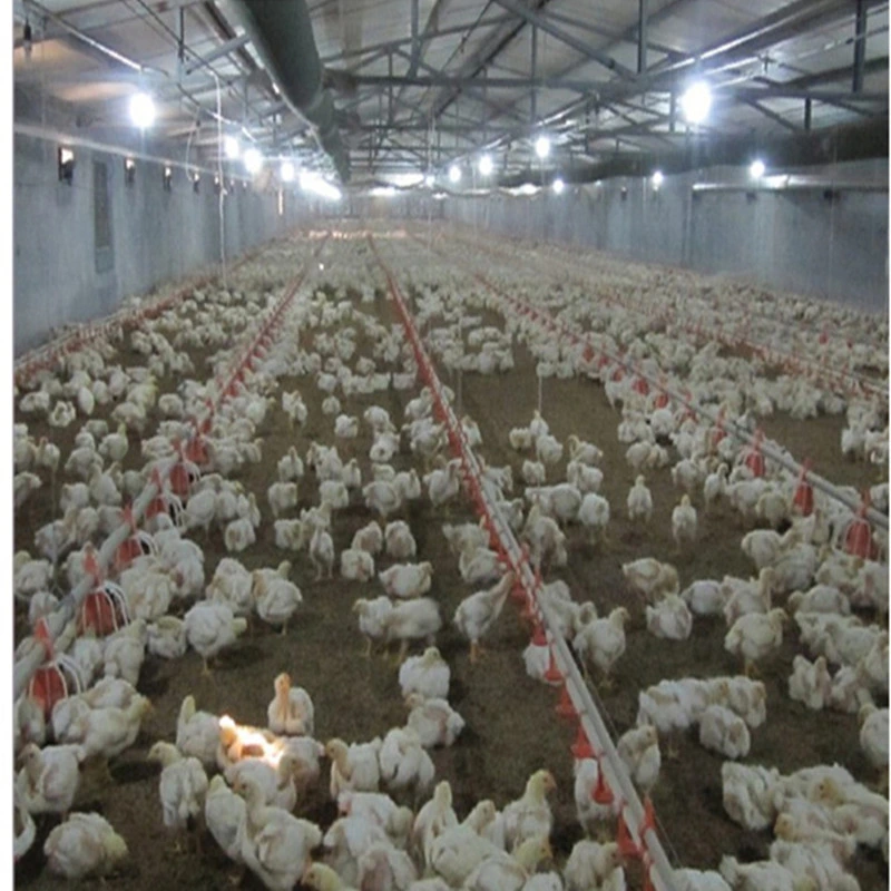 Buen Precio/ prefabricados prefabricados de acero de la luz de la estructura de construcción de bastidor bastidor Diseño Modular de aves de corral pollo Granja