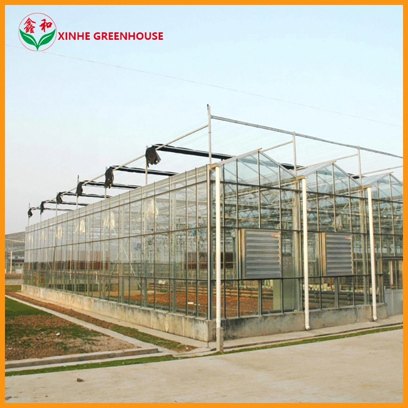 Vegetable Tunnel Multi-Span Glass Greenhouse From Factory