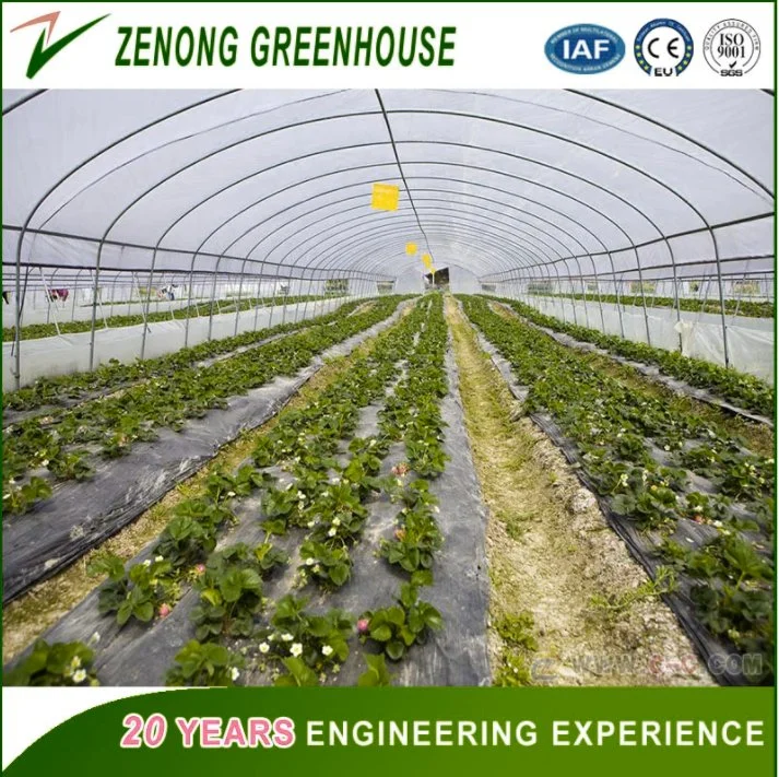 Low Cost Hot Sale Agricultural/Commercial Film Greenhouse for Flowers/Vegetables/Fruits Planting.