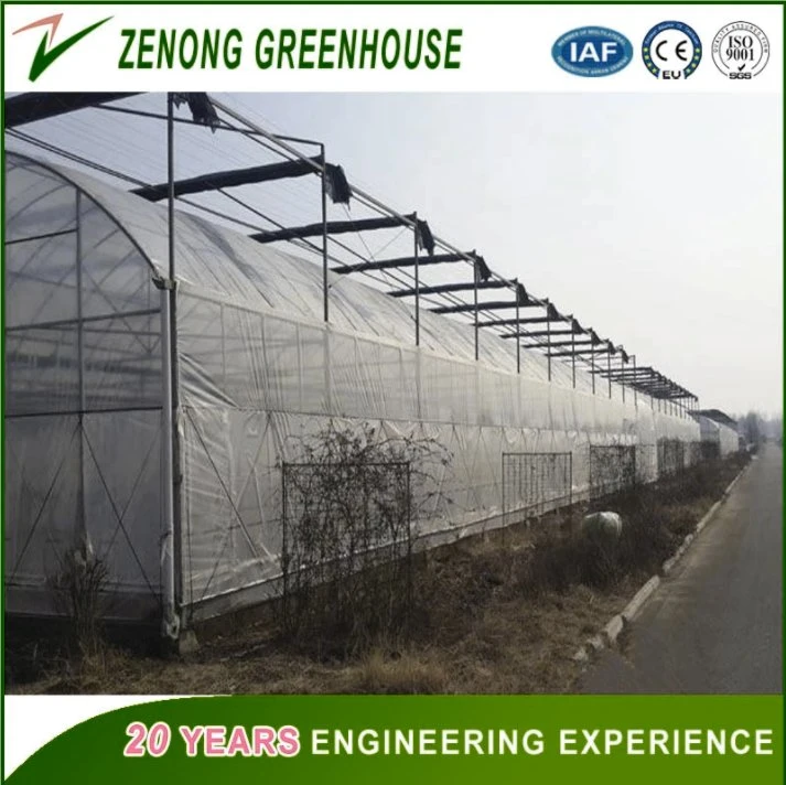 High quality/High cost performance Film Greenhouse Used for Planting Tomato/Cucumber/Pepper etc Vegetables Soilless Cultivation