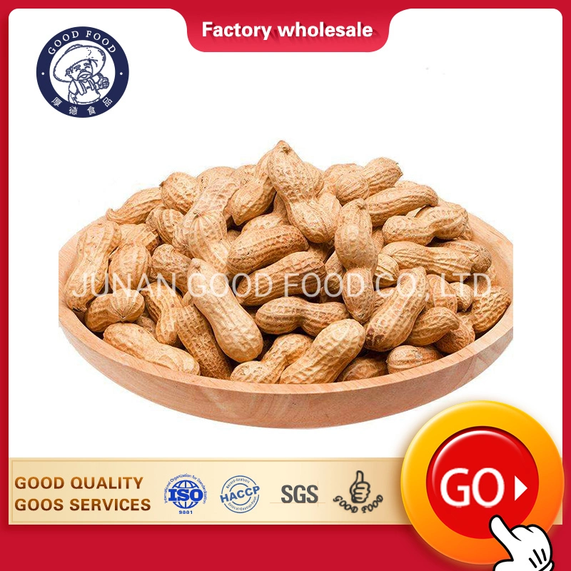 Groundnuts in Shell/Without Shell/Peanut/Raw