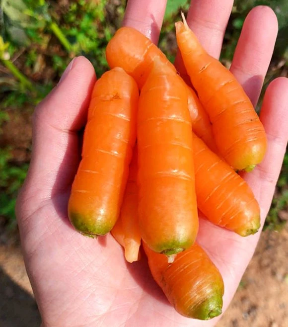 Frutas de dedo pequeño saludable semillas de zanahoria crujiente y dulce