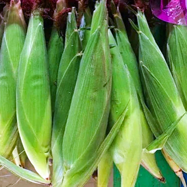 Semillas de maíz semillas de maíz dulce de perlas rojas