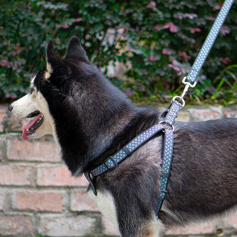 Cintas de poliéster / PP / nylon coloridas para correas de mascotas.