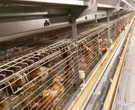 Galvanizado en caliente la venta de la capa de tipos de jaulas de Pollo/Gallina las jaulas en batería Layer