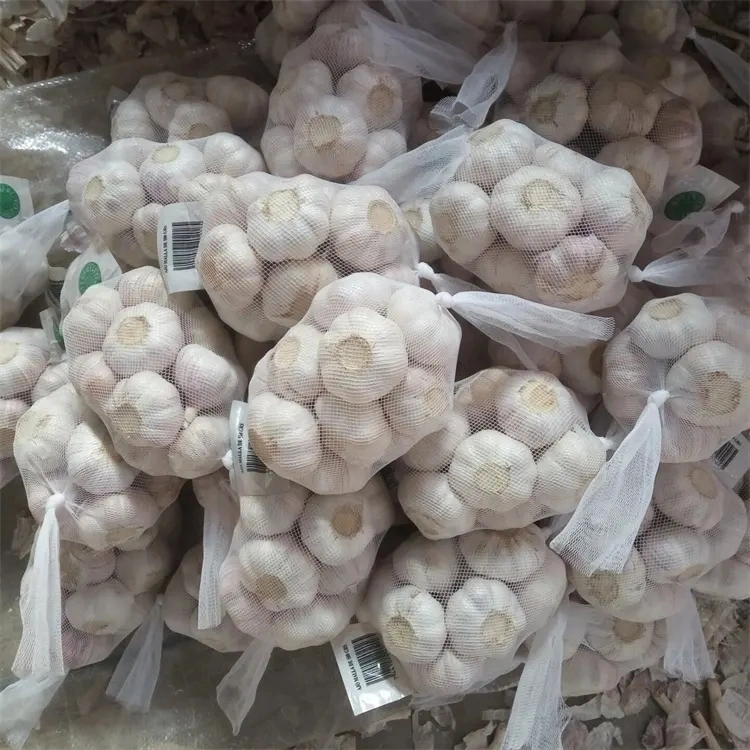 Top Quality Snow White Garlic 5.0/6.0cm China Fresh Garlic Export 2023