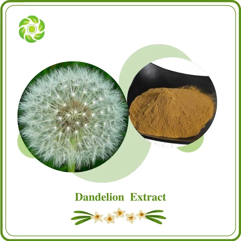 World Well-Being Biotech Natural Dandelion Extract with 3% 5% 10% 50% Flavones 50% Polysaccharide for Supplement