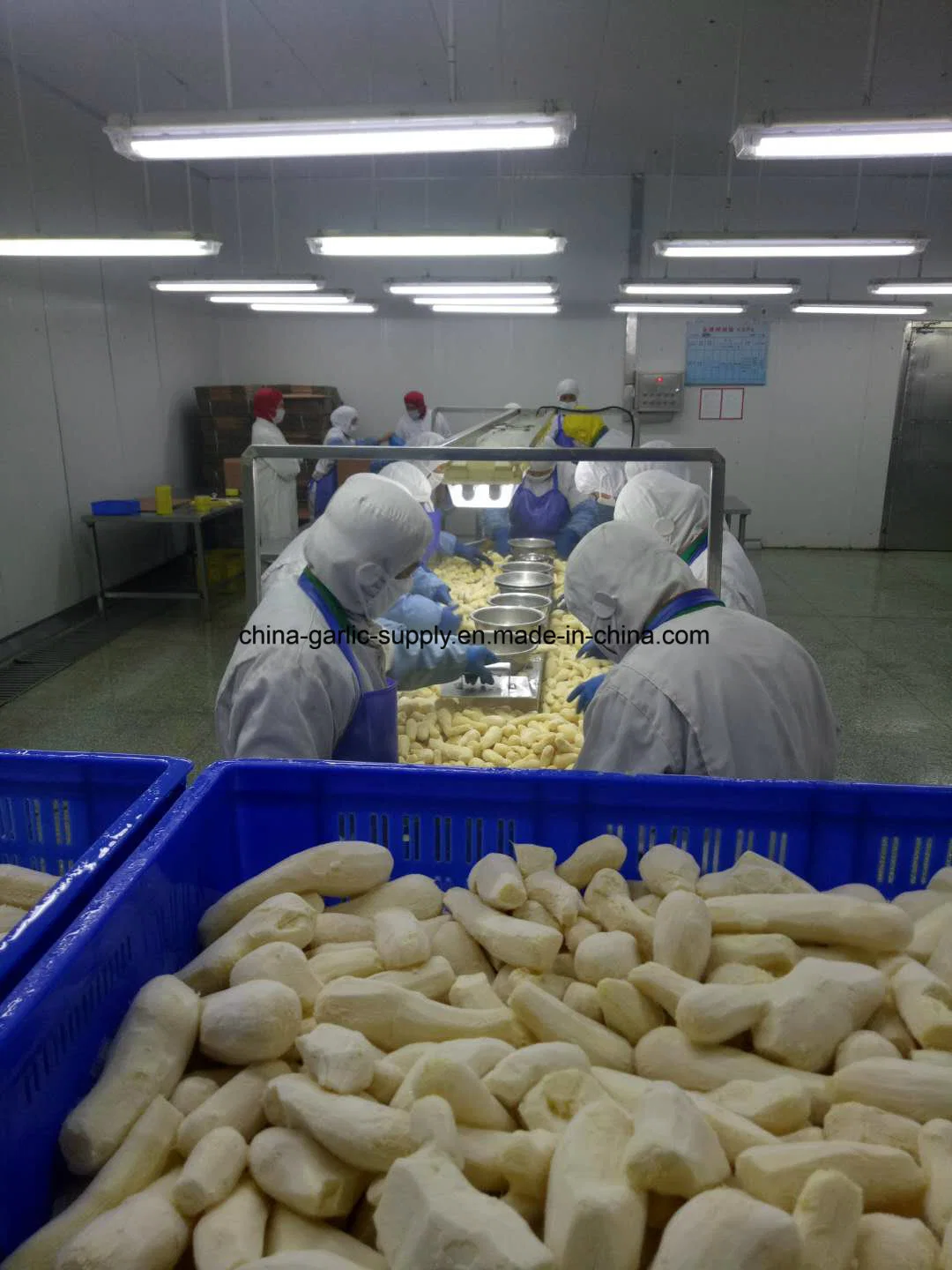 Wholesale/Supplier Frozen Peeled Ginger/IQF Ginger Segment