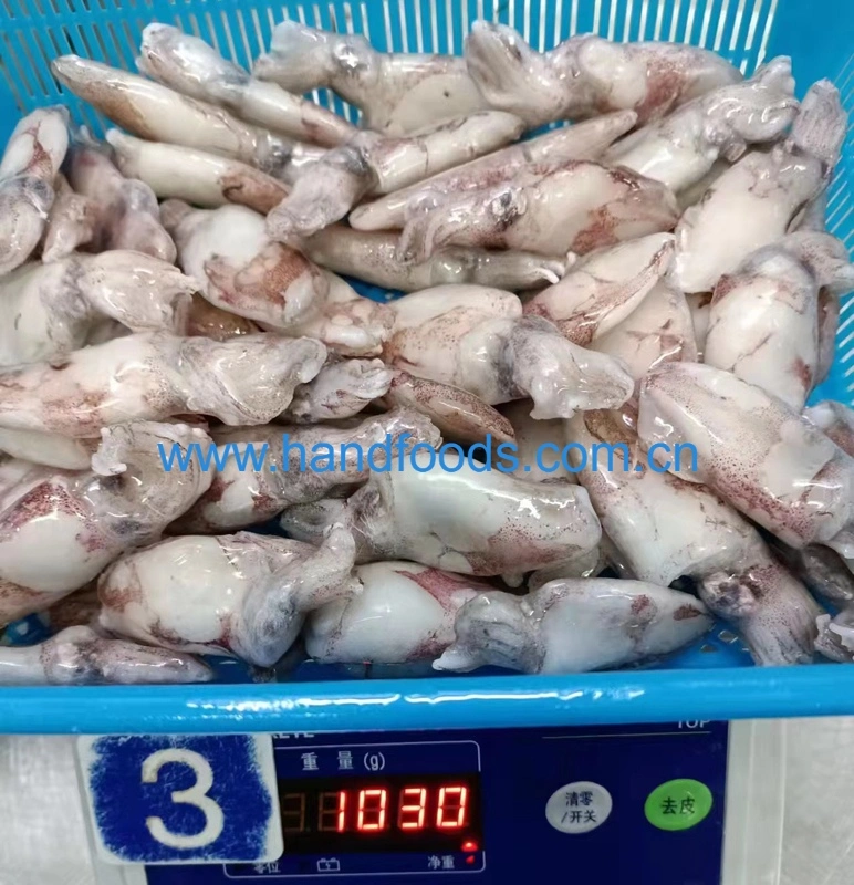 Hot Sale Seafood of Frozen Loligo Squid