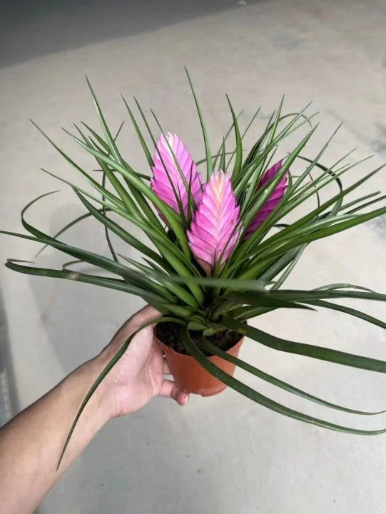 Tillandsia Cyanea Linden Ex K. Koch Flower Real Plant Bonsai Seedling with Pot Wholesale