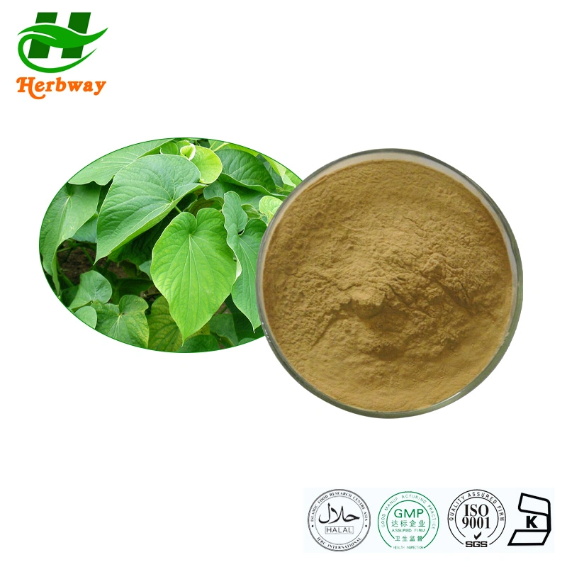 Herbway Piper Methysicum Forst 30%Kavalactones Kavalactones Powder Kava الاستخراج مسحوق