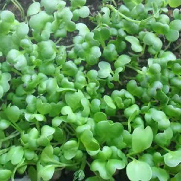 Touchhealthy Supply Microgreen Seeds Chinese Cabbage Seeds/Bokchoy Seeds