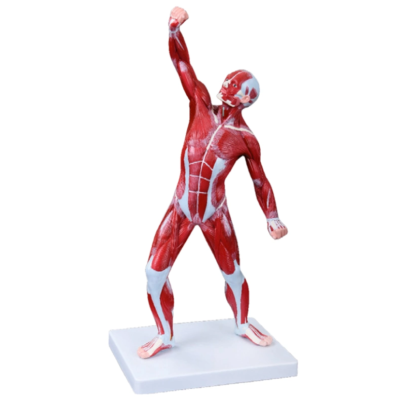 27 Parts Human Muscle Male 30 Parts Anatomy Muscle Model