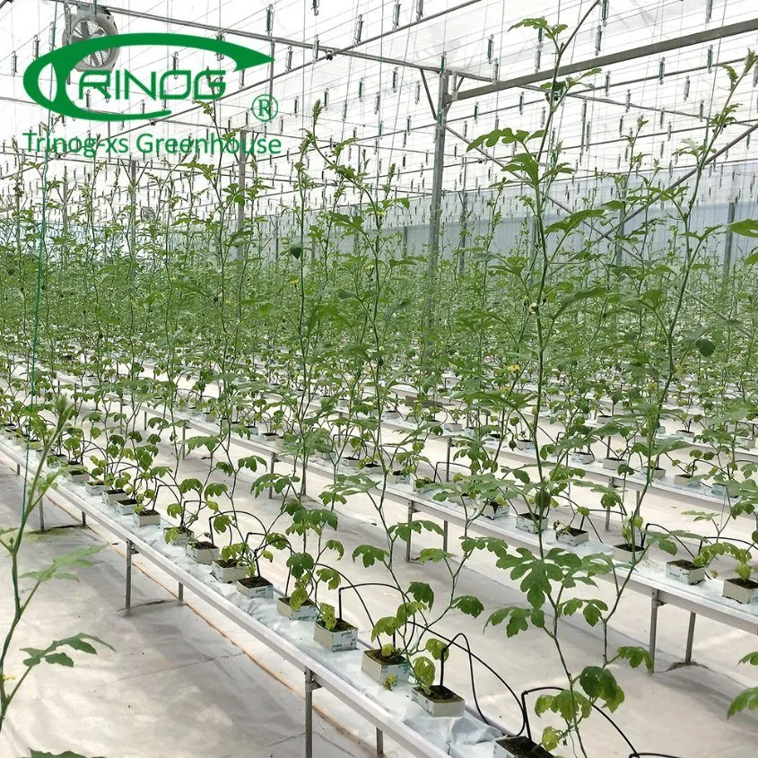 Econômico Novo Tipo de Filme Multi-Span cultivo agrícola o Sistema de hidroponia Green House para produtos hortícolas