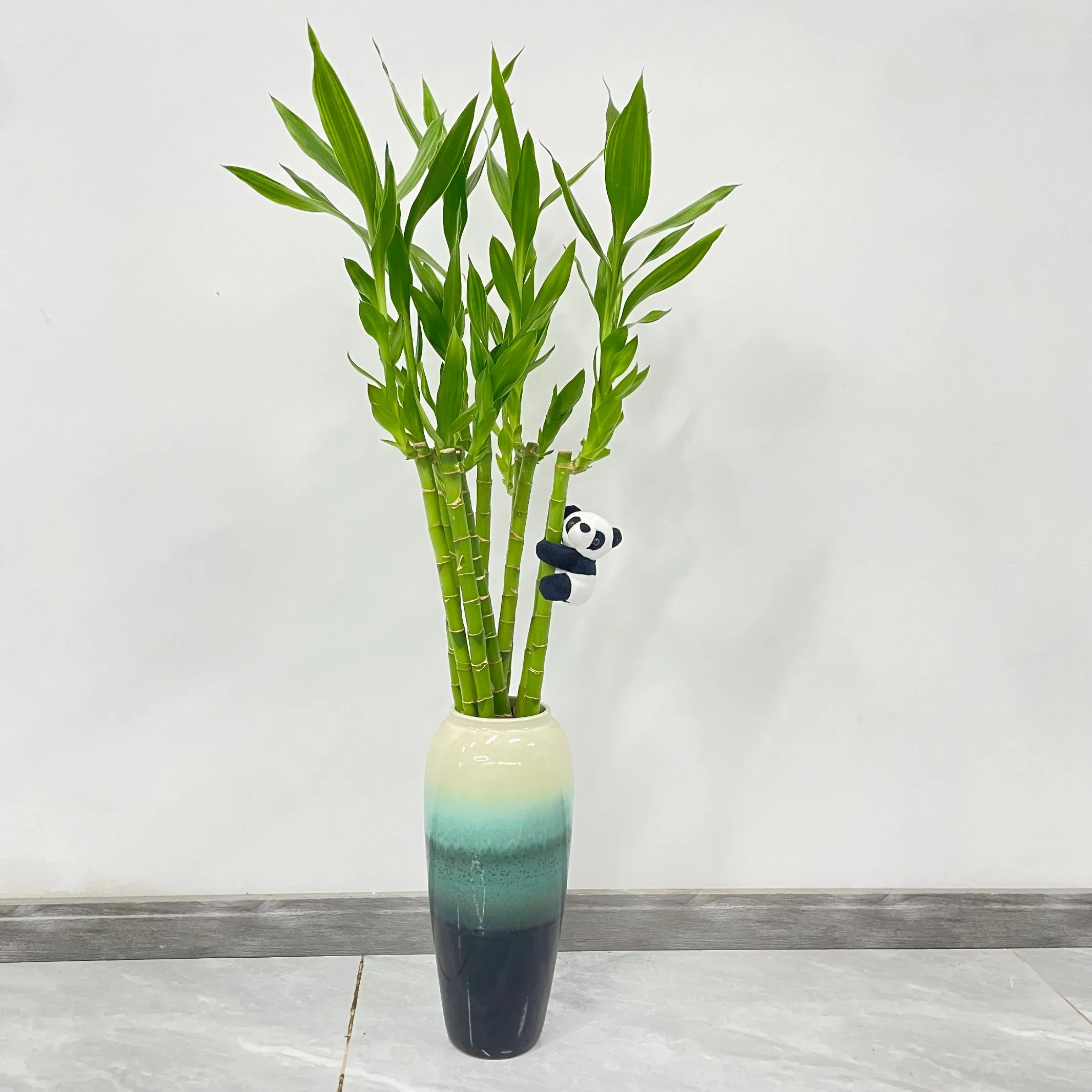 Dracaena Sanderiana directamente Lucky Bamboo Hogar decoración de plantas vivas gran regalo