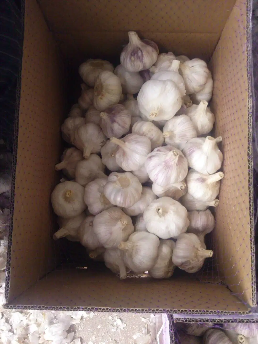 2023 New Crop Fresh White Garlic