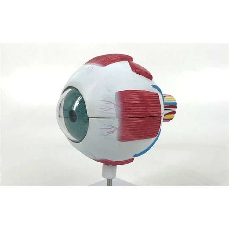 Labor Display vergrößerte Eyeball Modell von PVC