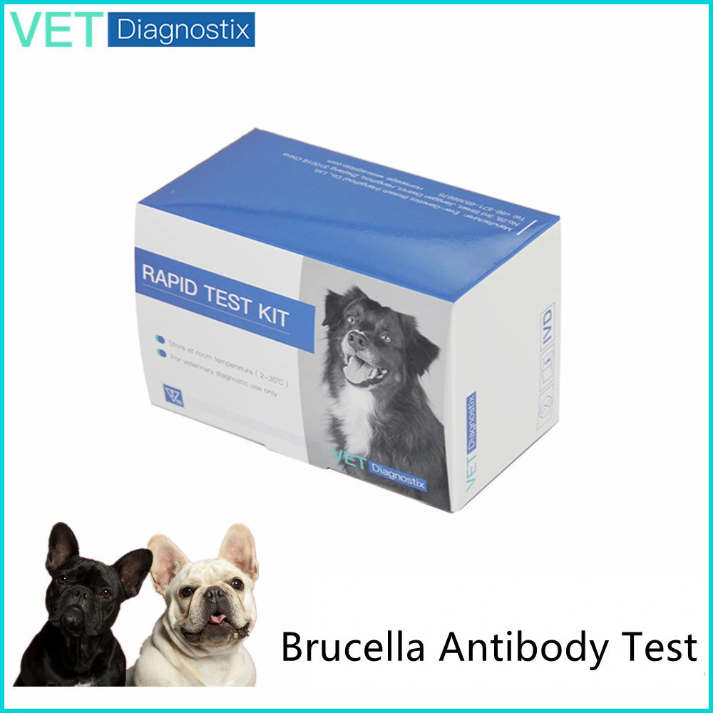 Prueba rápida veterinaria Canine anticuerpos contra Brucella prueba de diagnóstico rápido